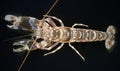 Alpheus bellulus