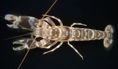 Alpheus bellulus
