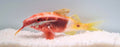 Parupeneus barberinoides / Zweifarbige Meerbarbe